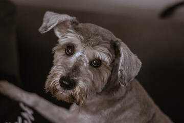 perrito hermoso de raza schnauzer color gris