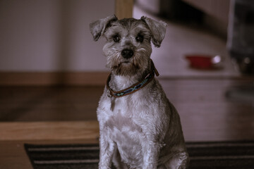 perrito hermoso de raza schnauzer color gris