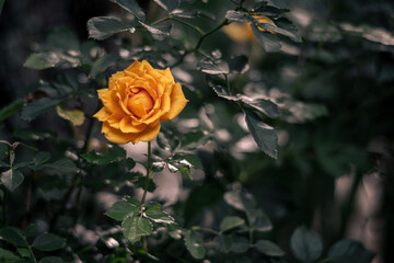 Hermosa flor amarilla en el campo