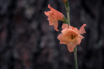 Hermosa flor rosa en el campo