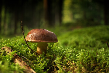 Wild Boletus Mushroom growing on lush green moss