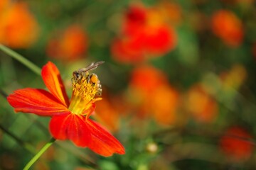 コスモスとミツバチ