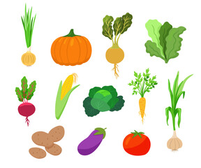 Set of vegetables in cartoon style. Tomato, garlic, pumpkin, zucchini, corn isolated on white background. Vector hand drawn cliparts.