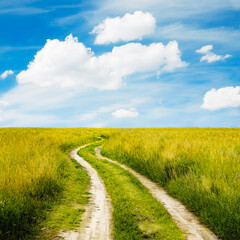 beautiful summer fields