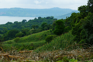 Obraz premium landscape with trees