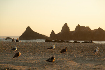 Seagulls sea birds on the beach sand cliffs rocks seascape