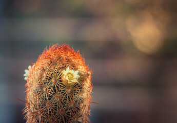 flower on cactus 