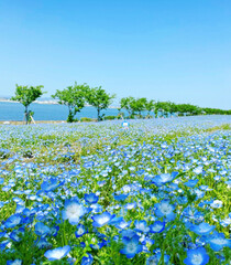 blossoming tree in spring