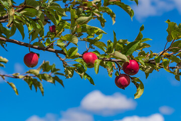 Reife Äpfel an einem Ast