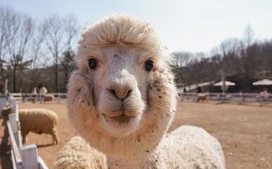 Alpaca on the farm © YOU