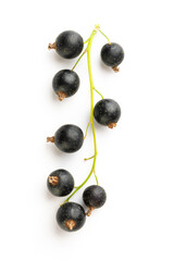 Black currants with leaves isolated on white background with clipping path