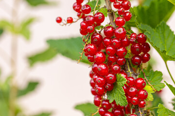 Ripe red currants with green leaves on a bush close-up as a background.