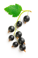 branch of fresh blackcurrant with leaves on a white background