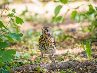 A fieldfare chick, Turdus pilaris, has left the nest and sitting on the spring lawn. A fieldfare...