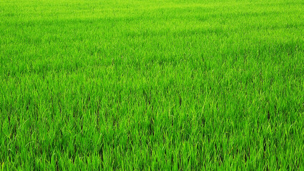 Thai rice plantation photo. Fresh green in the morning. Natural beauty. Rice field texture. Environment concept. Copy space. Good environment. Water space. Grass. Beauty. Rice field concept.
