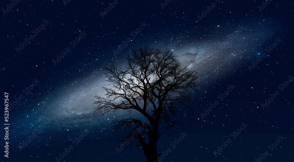 Poster lone dead tree with amazing andromeda galaxy at sunset 