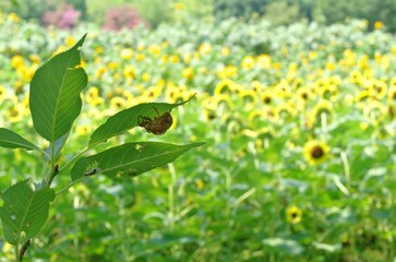 セミの抜け殻とひまわり