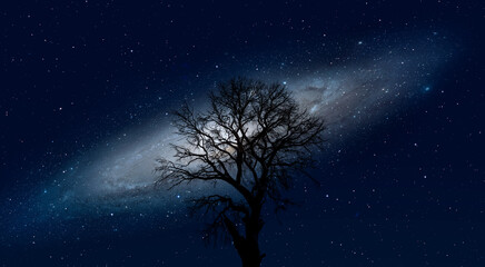 Lone dead tree with amazing Andromeda  Galaxy at sunset "Elements of this image furnished by NASA "