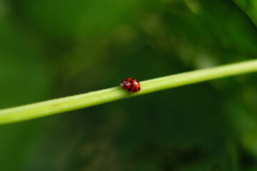 ladybug on leaf