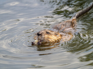 Muskrat, Ondatra zibethicuseats swiming at the surface of the lake water.