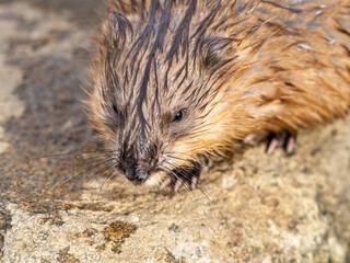 Portrait of a muskrat, ondatra zibethicus, rodent found in wetlands