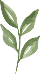 watercolor floral tracing minimal style 