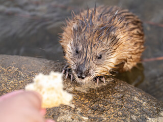 Muskrat, Ondatra zibethicuseats, eats bread from human hand.