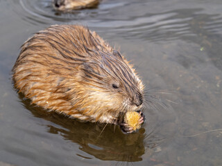 Wild animal Muskrat, Ondatra zibethicuseats, eats on the river bank