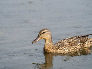 Mallard female Duck swims in the pond in the rain.