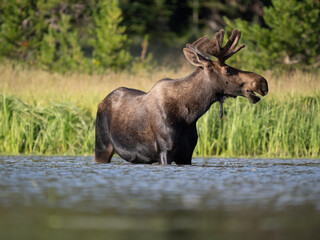 Naklejka na ściany i meble Bull moose feeding in a lake