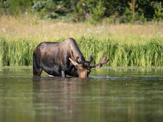 Bull moose with it's head in the water