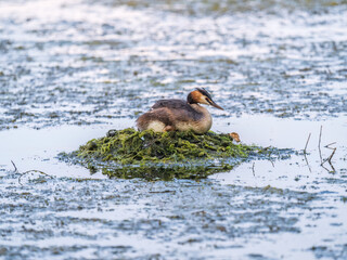 Great Crested Grebe, Podiceps cristatus, water bird sitting on the nest, nesting time on the green lake
