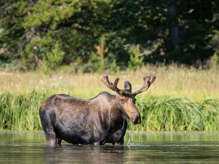 Naklejka na ściany i meble Bull moose in a lake