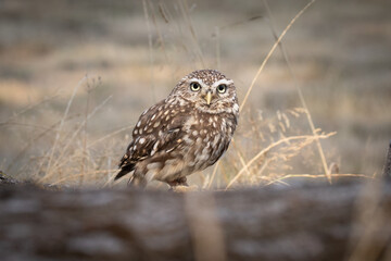 Little Owl