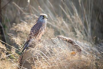 Kestrel