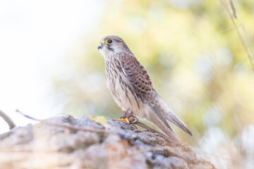 Kestrel