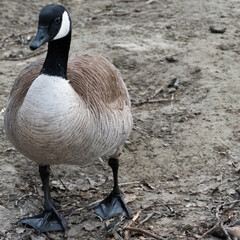 Canadian goose