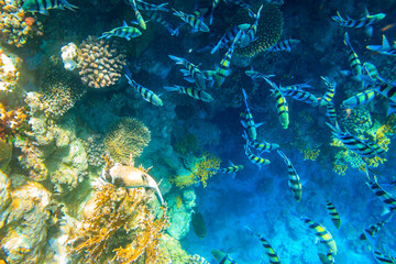 Masked puffer (Arothron diadematus) and Indo-Pacific sergeants (Abudefduf vaigiensis) on coral reef...