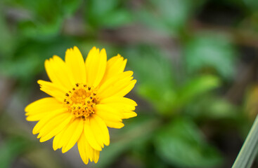 Beautiful bright yellow pollen in the garden waiting for insects.
