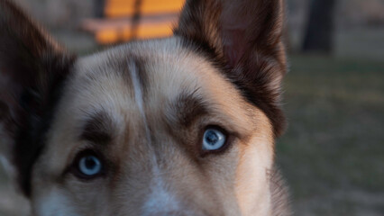 Dog with blue eyes