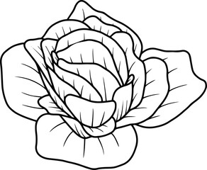 Hand Drawn Rose Flower Illustration
