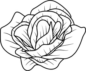 Obraz premium Hand Drawn Rose Flower Illustration 