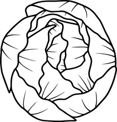 Hand Drawn Rose Flower Illustration
