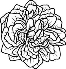 Hand Drawn Rose Flower Illustration
