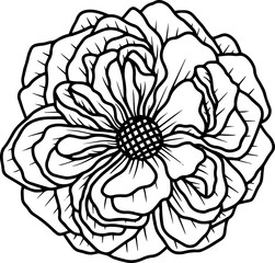 Hand Drawn Rose Flower Illustration
