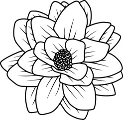 Hand Drawn Rose Flower Illustration
