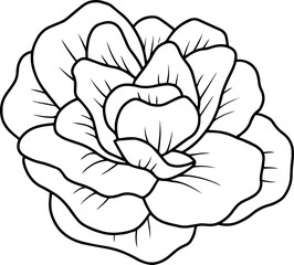 Hand Drawn Rose Flower Illustration
