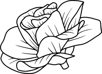 Hand Drawn Rose Flower Illustration
