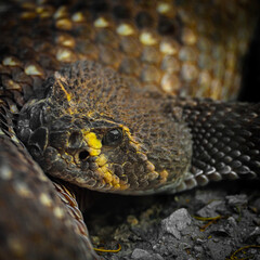 close up of a rattlesnake