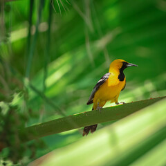 Hooded Oriole